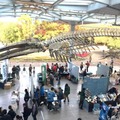 「大阪自然史フェスティバル」11/14-15、大阪市立自然史博物館 画像