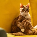 オーディションで選ばれた猫・エヨンのキュートな姿捉える『世界で最後の愛しい娘！』場面写真＆メイキング写真 画像