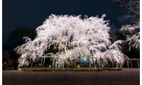 六義園で春の風物詩・夜間ライトアップ、3月22日から しだれ桜や和菓子堪能し風情ある時間を 画像