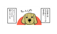 わが家のダックスフントは下半身麻痺。楽しく過ごして、気づけば上半身が…【小林一家は今日も「ま、いっか！」 #15】 画像
