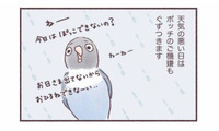 天気の悪い日はインコもご機嫌ななめ…。いつもと違う姿とは？【うちのインコたちは今日もおしゃべり #３】 画像