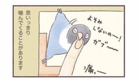 インコもやきもちをやく!? 大好きな飼い主に見せる”嫉妬サイン”【うちのインコたちは今日もおしゃべり #４】 画像