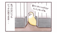 「入ってこないで！」でも「見てて！」狭いところが好きなインコのかわいい本音【うちのインコたちは今日もおしゃべり #５】 画像