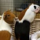 エヴラ、小動物をビビらせる 画像