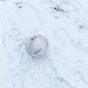 ウォーリーをさがせか！「真っ白ユニフォーム」で雪の試合を戦うとこうなる 画像