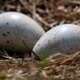 生命の奇跡…サッカーの試合中、鳥がピッチに卵を生む 画像