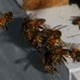 試合中、大量の蜂が襲来…足が「ミツバチに包まれる」場面も 画像