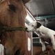 デフリンピック予選の試合、「馬と犬2匹が連続乱入」する 画像