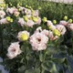 トルコギキョウ、色鮮やかに 画像