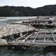 カキ養殖が津波で打撃、三重 画像