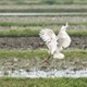 トキ放鳥、候補地の公募開始 画像