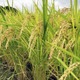 コメ作付け、37道府県で減 画像
