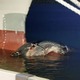 静岡の海岸にクジラの死骸 画像