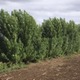 技能実習しながら大麻栽培疑い 画像