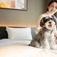 京都に愛犬と泊まれるホテル「hotel anddoggy京都二条」犬が走れるラウンジ＆カフェも併設 画像