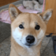事務所に預けている柴犬　まさかの勘違いに…「ごめんね」「寂しがり屋」 画像