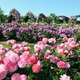 万博記念公園「春のローズフェスタ」5/10-6/8 画像