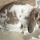 飼い主を待つ耳垂れうさぎ　帰宅すると部屋の光景に…「言葉が出ない」「笑った」 画像