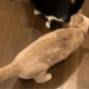 食事中の兄猫のお尻を嗅ぐ妹猫　しかし、よく見ると「ご飯の匂いかな」「繋がるかも」 画像