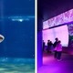 サメの種類日本一、大洗水族館で特別バックヤードツアー6/22 画像