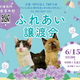 青木さやかさん参加！6/15（日）＠富士宮市「運命の家族にも出会うかも…？」仔猫・成猫・犬の譲渡会 画像