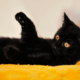 ベッドで寝ていると愛猫が上に乗ってきて…→可愛い行動に「まるで握手」 画像