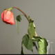 瀕死状態だった薔薇の苗　2年後の姿に…「満開の美しい花」「植物は本当に強い」 画像