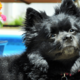 無表情のポメラニアン　3年後の姿に…→「まるで別の犬」「見る人全ての心を打つ」 画像