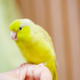 好奇心旺盛なインコ　帰宅すると”まさかの物”をくわえ…→「やってくれたなぁ！」「笑った」 画像
