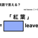 英語で「 紅 葉 」は何て言う？ 画像