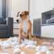 仕事から帰宅した飼い主　部屋がぐちゃぐちゃで…⇒犬2匹の“反応の違い”に「思わず笑った」 画像