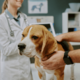 診察台を拒否する愛犬　獣医の“まさかの最終手段”に⇒豹変し「え！」「先生に感謝」 画像