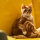 オーディションで選ばれた猫・エヨンのキュートな姿捉える『世界で最後の愛しい娘！』場面写真＆メイキング写真 画像