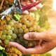 美味しく飲んで環境保全!?お酒好きなら知っておきたい“持続可能”なワインの楽しみ方 画像