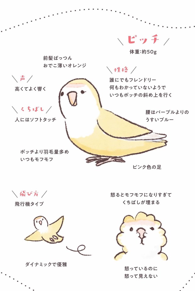 うちのインコたちは今日もおしゃべり