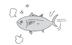 生涯泳ぎ続けるマグロの体はとても筋肉質
